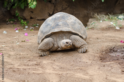 frontal view of a giant tortoise