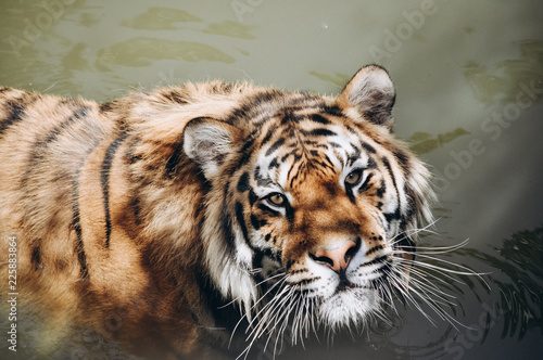 Photography a big wild cat