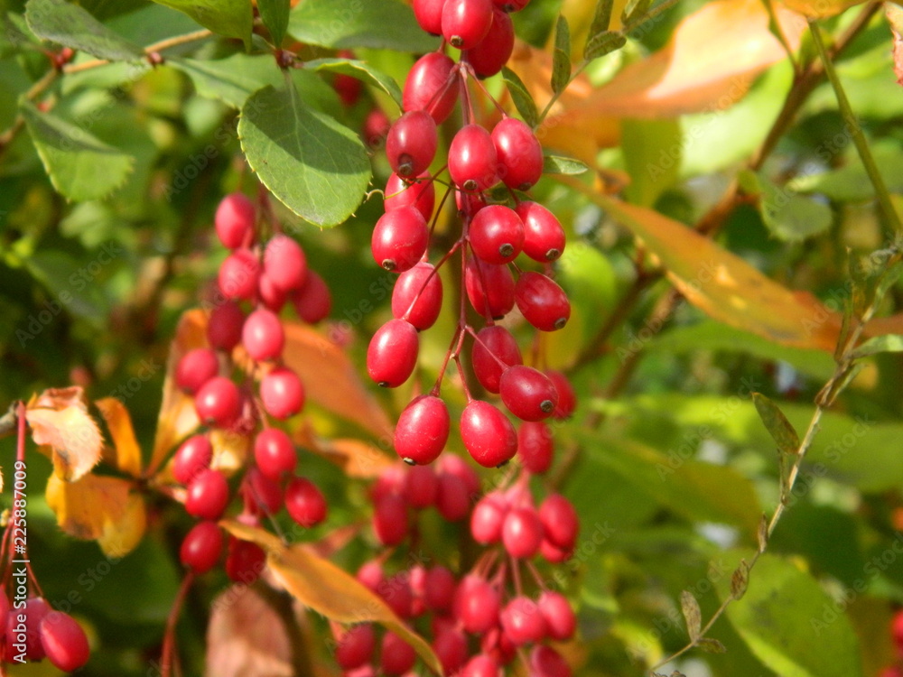 red berries on a branch