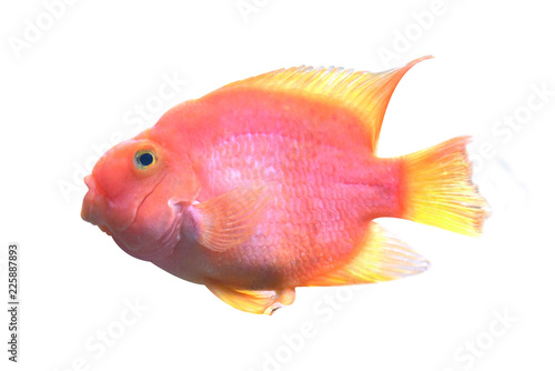 red blood parrot fish on white photo