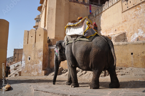 Elefant at Meherangarh fort jaipur photo