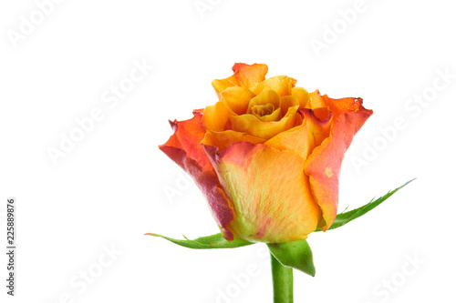 Multicolored orange and red rose isolated on wihte background