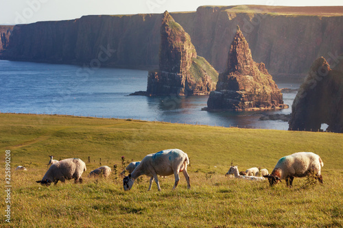 Sunset at Stacks of Duncansby, with a flock of sheep grazing, Duncansby Head, John or 'Groats, Caithness, Scotland photo