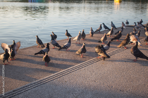 Beautiful Pigeons on the Floor,Thailand