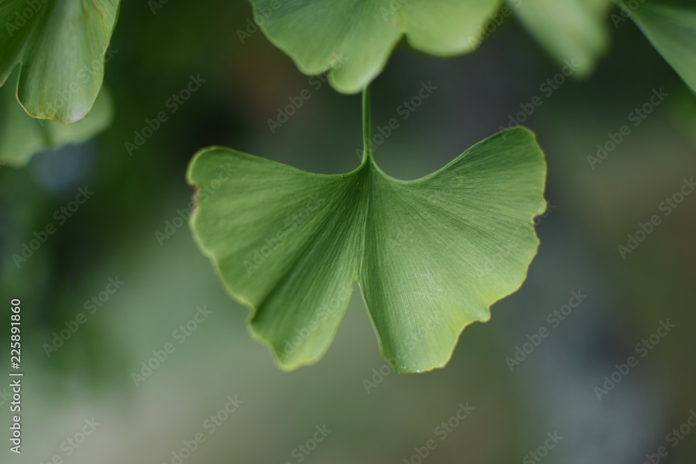 Obraz premium gros plan sur une feuille de ginkgo biloba