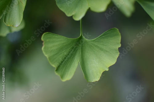 gros plan sur une feuille de ginkgo biloba