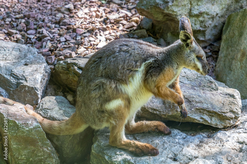 Captured kangaroo in nature photo