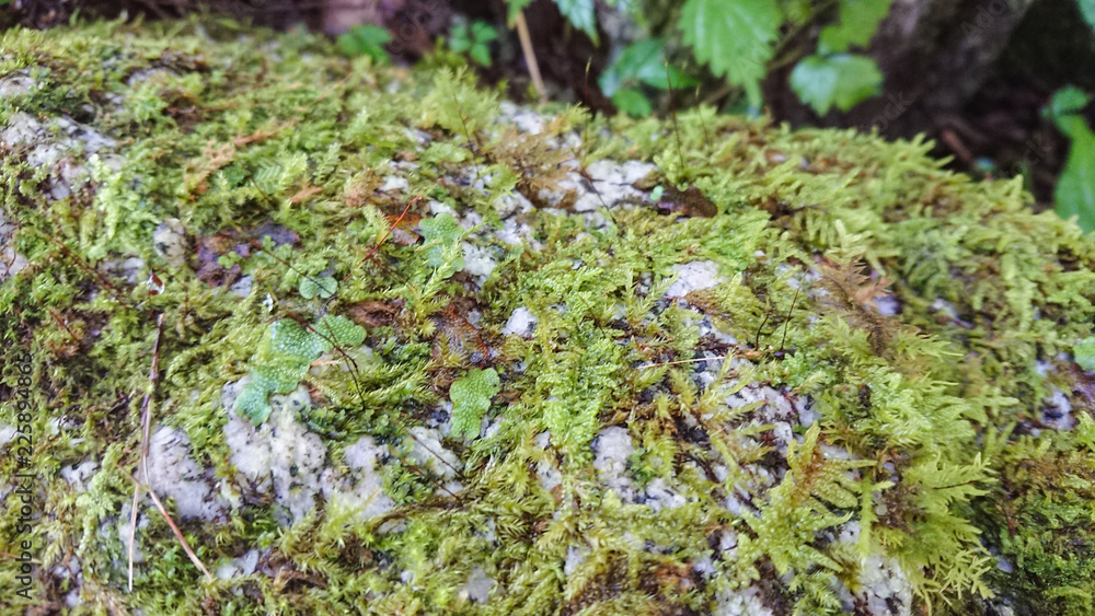 ミズゴケとゼニゴケ Stock Photo  Adobe Stock