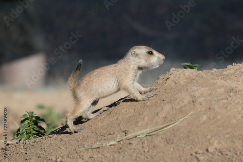 A small rodent caught alone on rock during sunny day photo