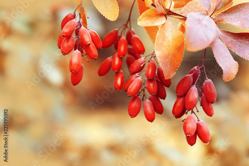 Autumn landscape. Red berries of barberry on branch.  Natural background. Autumnal colors. Selective focus