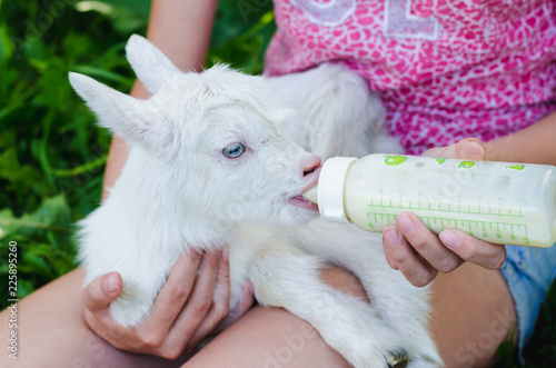A young girl feeds a newborn goat with milk from a bottle with  baby's dummy