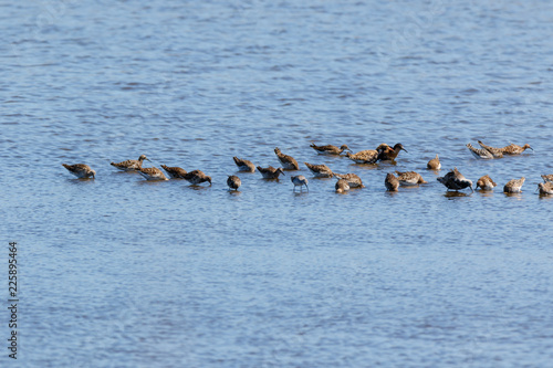 Ruff (Phylomachus pugnax)