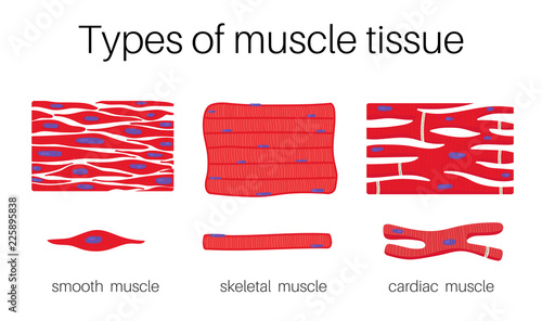 Types of muscle tissue