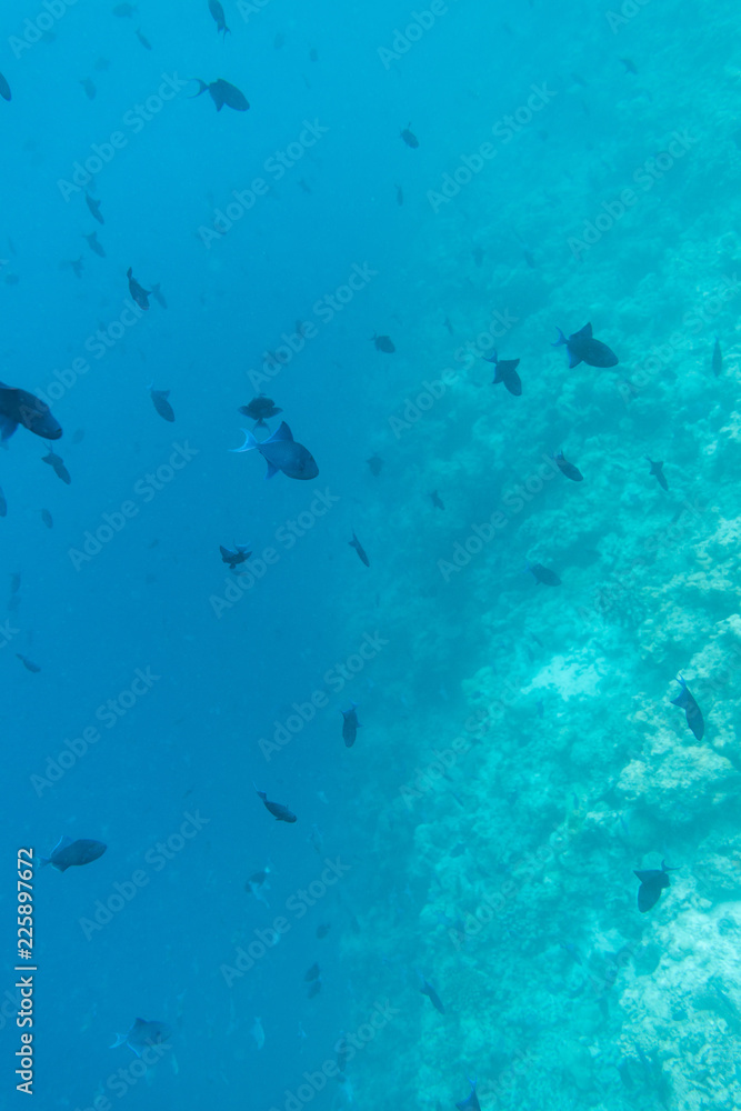Underwater Seascape reef inclined Underwater Seascape reef inclined
