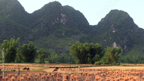 Farmer keeping the cattle on rice field near Dong Van, Vietnam