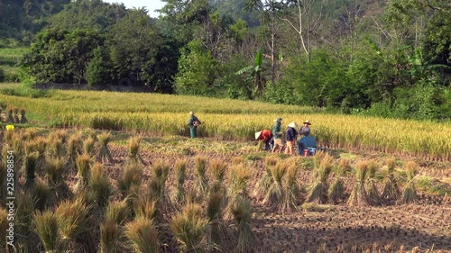 Farmers harvest the rice near Ban Gioc, Cao Bang province, Vietnam, time-lapse,