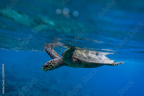 Turtle in shallow depth of field