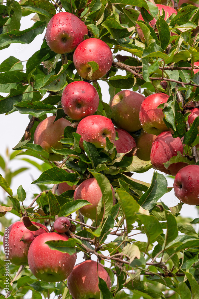 Branch with red ripe apples Branch with red ripe apples