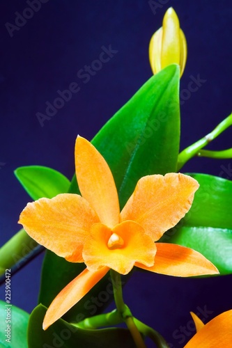 Cattleya sp. orchid hybrid, beautiful orange flower, green leaves on dark blue background, nature closeup macro photo photo