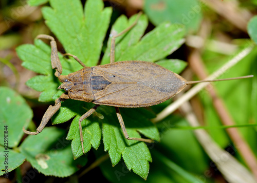 Water Scorpion lies in the grass.