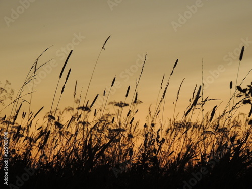 dry grass and sunset