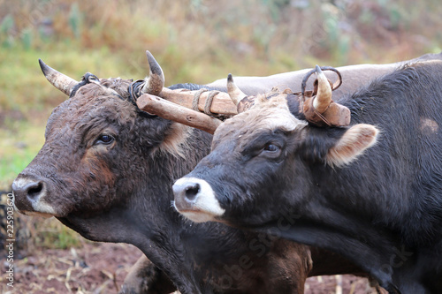 oxen team joined by yoke plow fieild in rural Peru