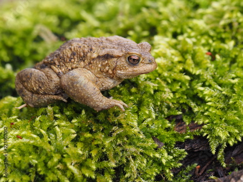 Erdkröte - Bufo bufo  photo