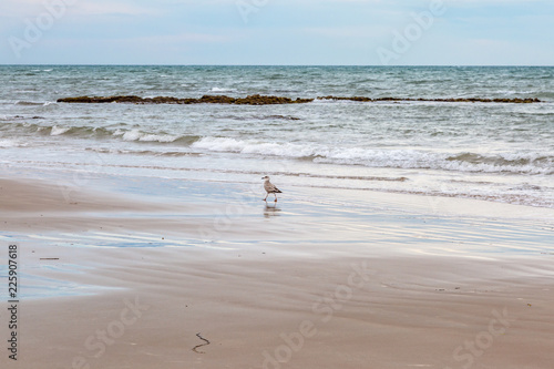 A seagull walking along the beach, at Compton Bay on the Isle of WIght photo