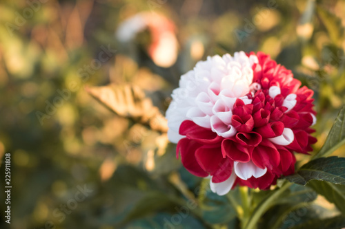 Dahlien im Garten photo