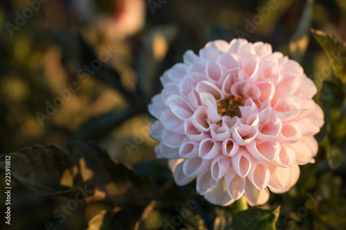 Fototapeta Naklejka Na Ścianę i Meble -  Dahlien im Garten