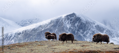 Musk ox (Ovibos moschatus) in autumn landscape in Dovre national park, Norway photo