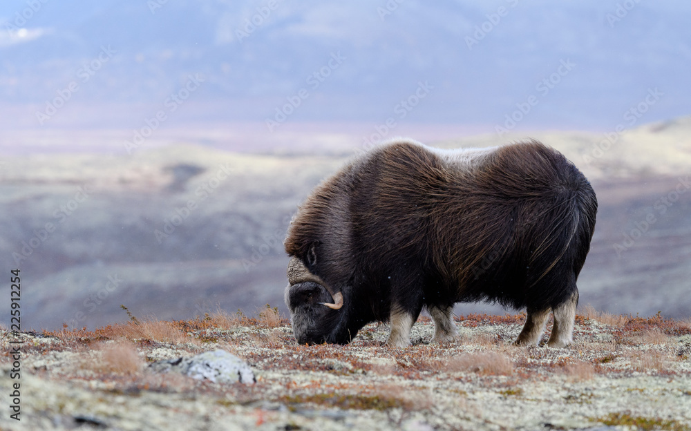 Musk ox (Ovibos moschatus) in autumn landscape in Dovre national park,  Norway Stock Photo | Adobe Stock