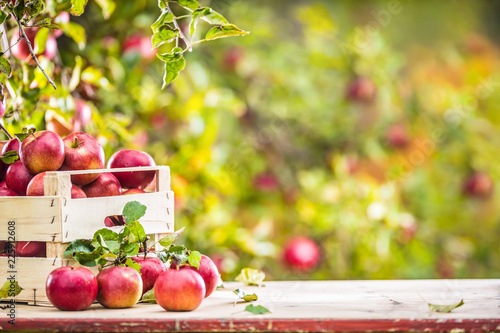Fresh ripe red apples in wooden crate on garden table