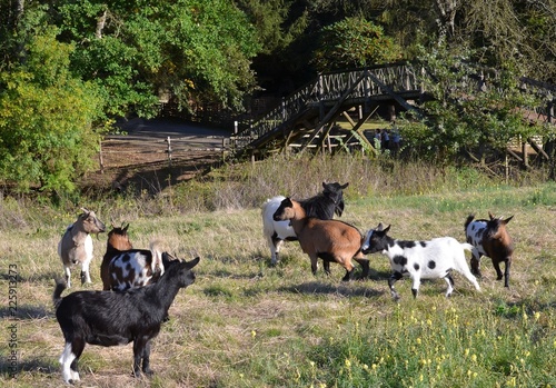 Herd of goats and kids (troupeau de chèvres et  de chevreaux), west of France photo