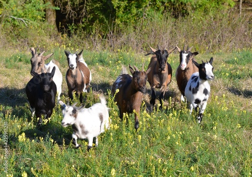 Herd of goats and kids (troupeau de chèvres et  de chevreaux), west of France