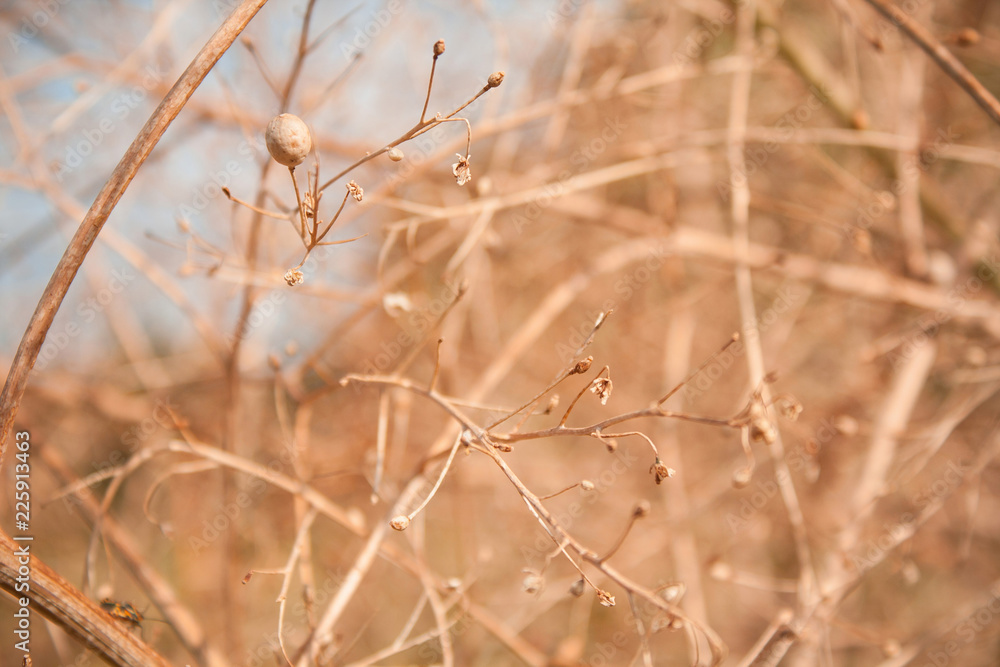Dried grass texture background