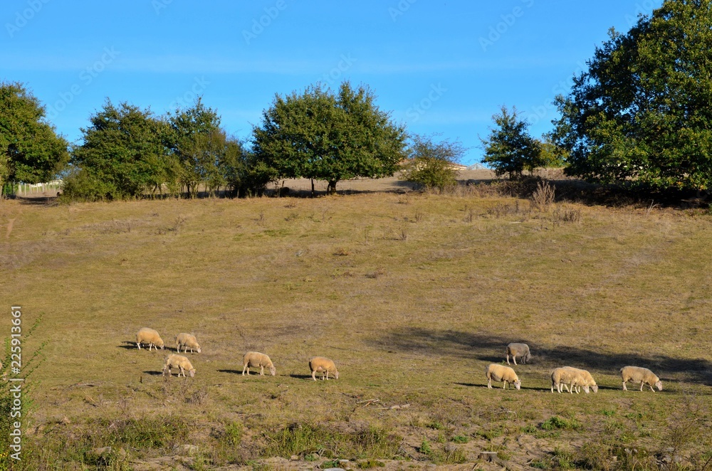 Fototapeta premium Flock of sheep (troupeau de moutons), West of France