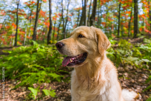 Golden Retriever portrait in fall