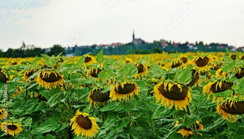 Fototapeta Naklejka Na Ścianę i Meble -  Sonnenblumenfeld
