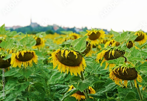 Fototapeta Naklejka Na Ścianę i Meble -  Sonnenblumenfeld