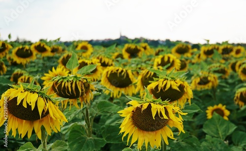 Fototapeta Naklejka Na Ścianę i Meble -  Sonnenblumenfeld