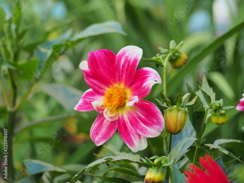 Fototapeta Naklejka Na Ścianę i Meble -  The flower buds of Dahlia. Garden flowers. Gardening.