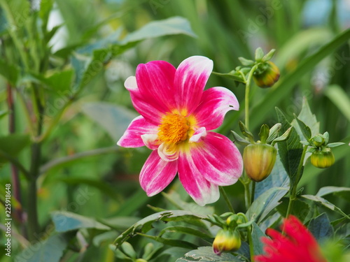 Fototapeta Naklejka Na Ścianę i Meble -  The flower buds of Dahlia. Garden flowers. Gardening.