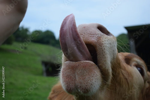 Kuh streckt Zunge raus © Nina