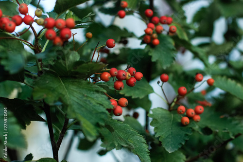 berry, red, tree, berries, nature, fruit, branch, plant, autumn, leaves, bush, green, garden, leaf, ripe, rowan, summer, holly, ashberry, christmas, season, bunch