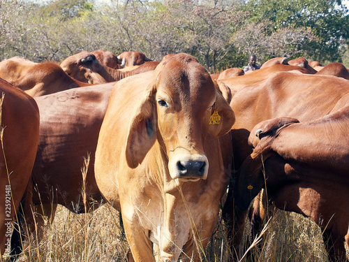 Heifers with calves