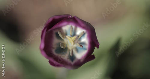 Obraz na płótnie purple tulip with yellow and black inside on a green background, outdoors on a sunny summer day -aerial macro photography in a garden in Poland, Europe with room for text w salonie