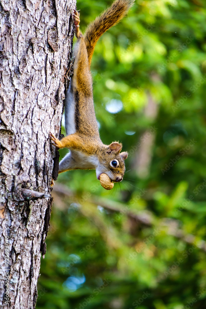 A squirrel posing for camera on a tree A squirrel posing for camera on a tree