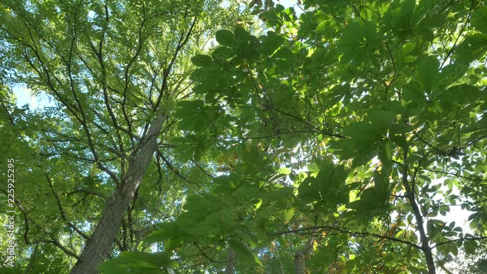 夏の森 夏の森