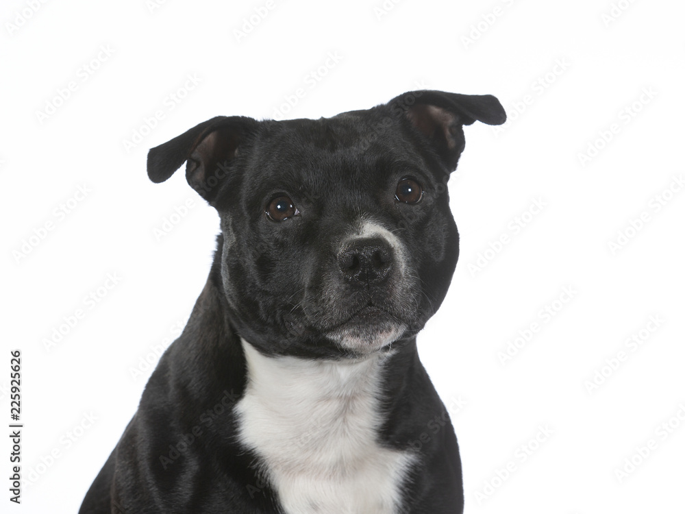 Amstaff portrait with a white background, isolated on white. Amstaff portrait with a white background, isolated on white.